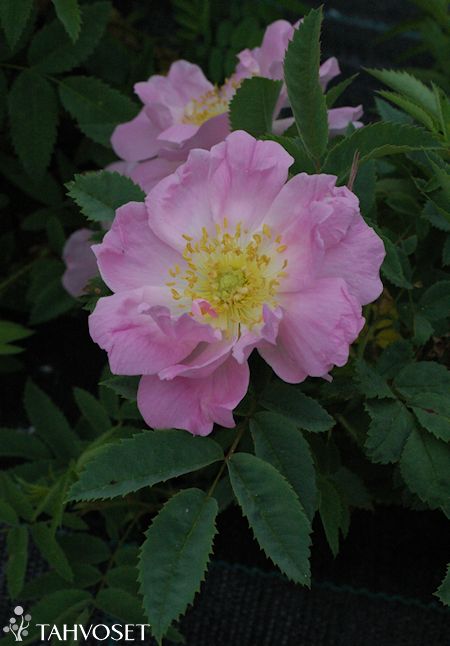 Rosa Pimpinellifolia-ryhmä 'Kerisalo'